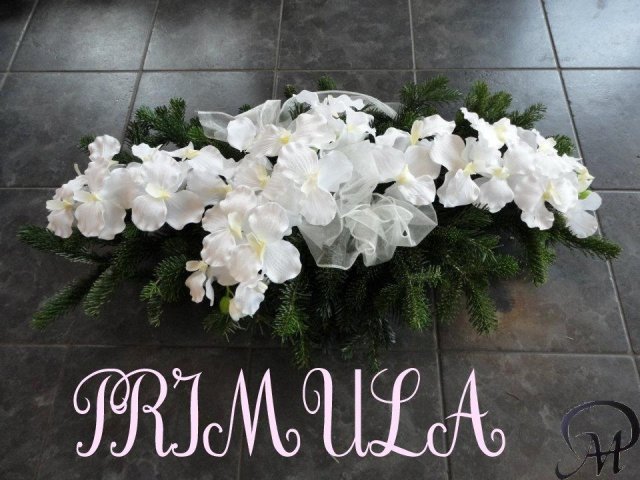 primula 2